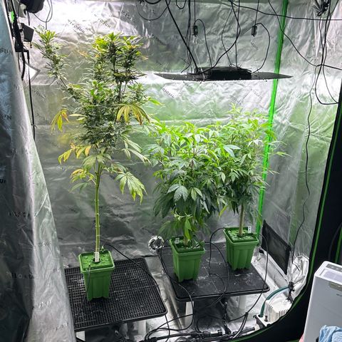 Shaman growlog timeline photo