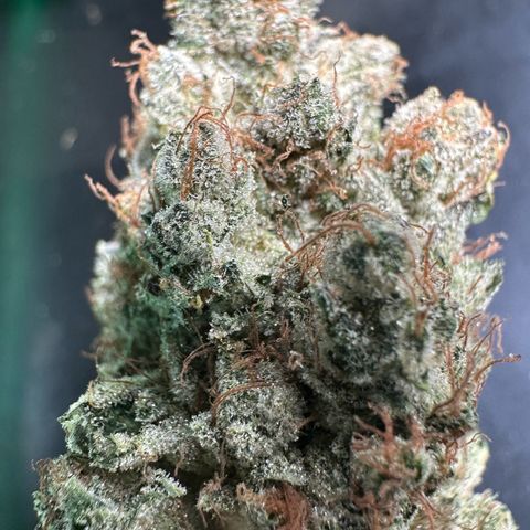 CxLAZ #06 growlog timeline photo