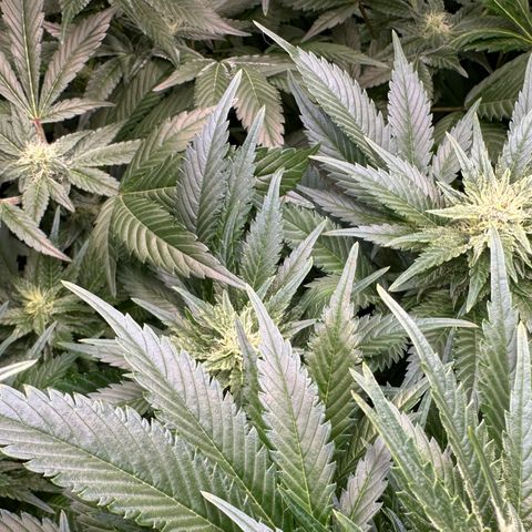 Fuel D.OG #1 Female 47.36g growlog timeline photo