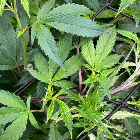 MiscxLAZ #26 C #1 47.15g growlog timeline photo