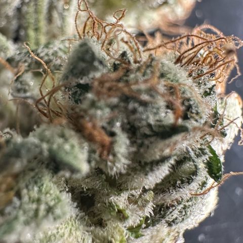 Misc x (LA Kush x Zkittles) #04 10.54g growlog timeline photo