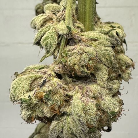 CxLAZ #31 58.75g growlog photo: Moved to plastic bag