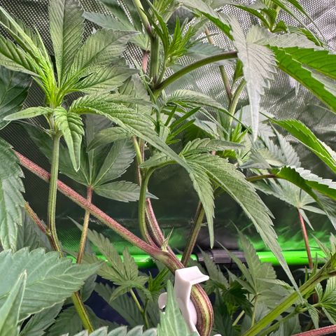 CxLAZ #03 C #1 58.58g growlog timeline photo