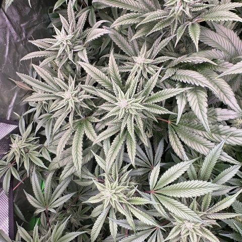 MiscxLAZ #22 C 42.33g growlog timeline photo
