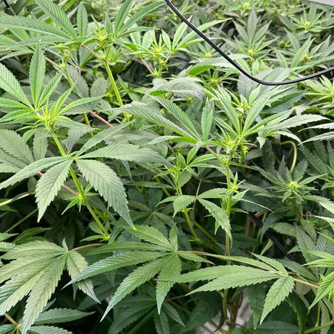 MiscxLAZ #26 C #1 47.15g growlog timeline photo