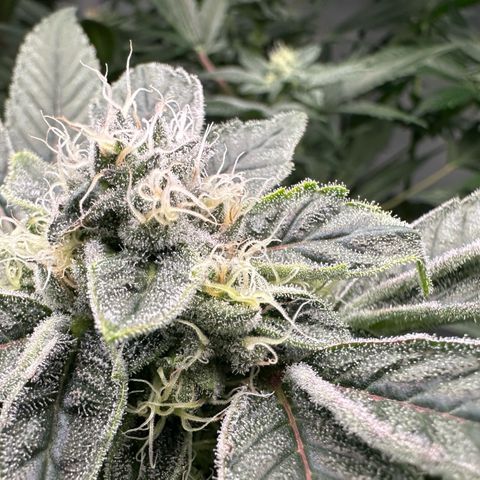CxLAZ #20 C1 25g growlog timeline photo
