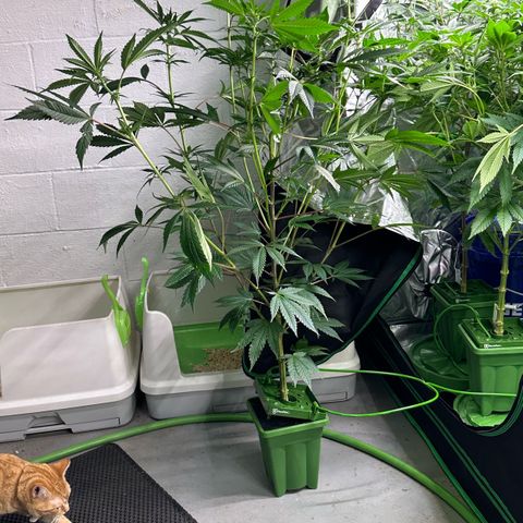 MiscxLAZ #29 C growlog timeline photo