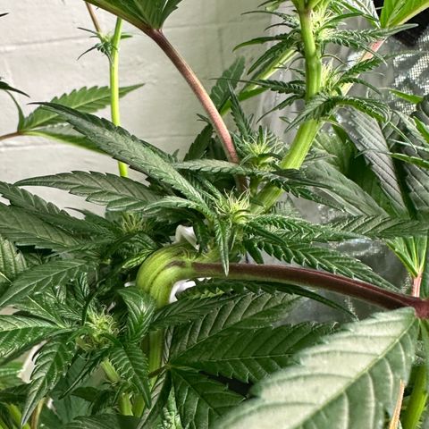 MiscxLAZ #29 C growlog timeline photo