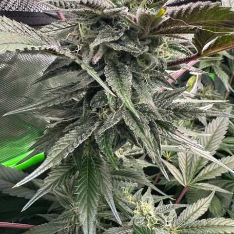 CxLAZ #03 C #1 58.58g growlog timeline photo