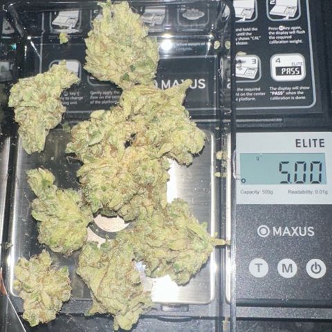 CxLAZ #15 52g growlog photo: Trim and put in grove bag, kind of dry.