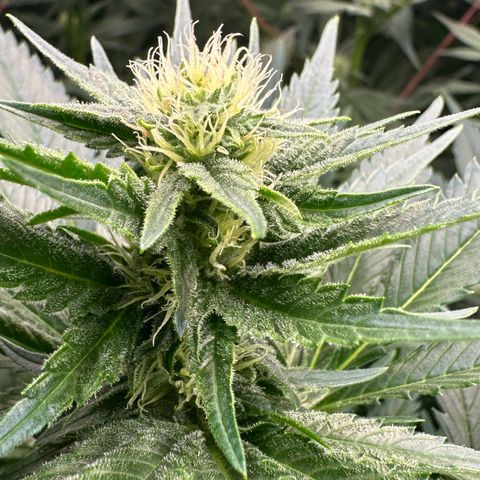 Fuel D.OG #1 Female 47.36g growlog timeline photo