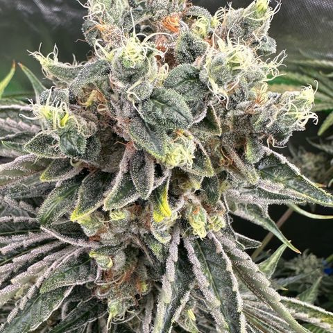 CxLAZ #16 50.72g growlog timeline photo