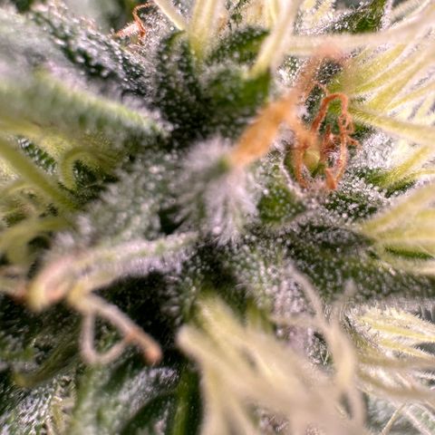 Fuel D.OG #1 Female 47.36g growlog timeline photo