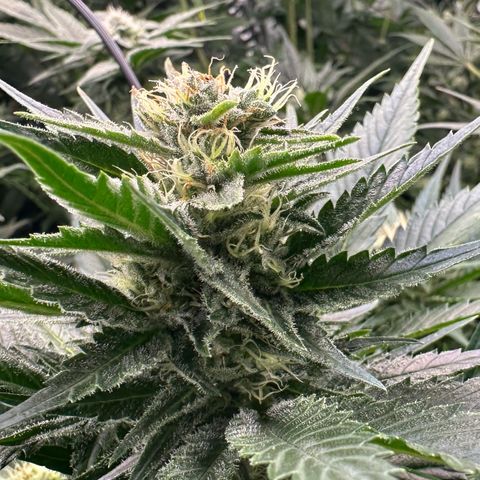 Fuel D.OG #1 Female 47.36g growlog timeline photo