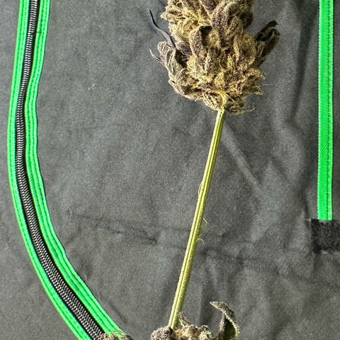 CxLAZ #03 45.52g growlog photo: Moved to plastic bag