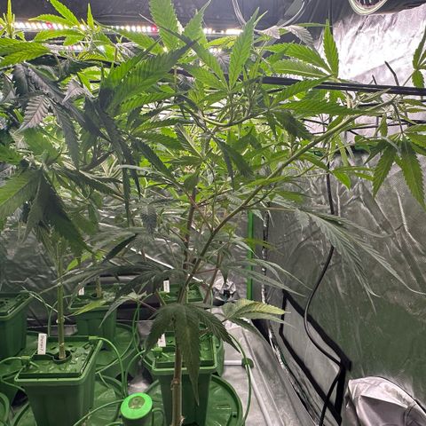 MiscxLAZ #08 C #1 growlog timeline photo
