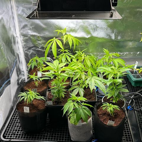 MiscxLAZ #26 C #2 growlog timeline photo