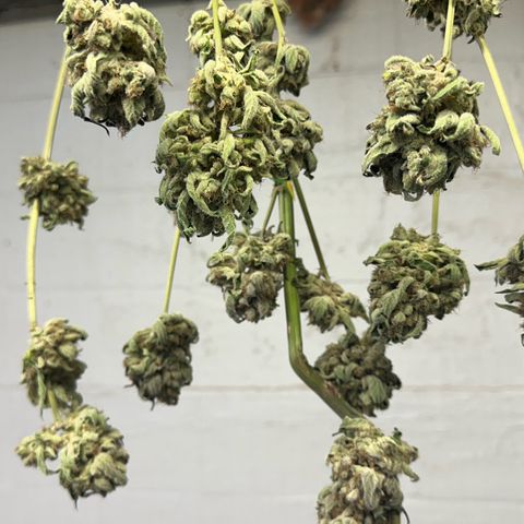 Misc x (LA Kush x Zkittles) #08 growlog photo: Moved to plastic bag