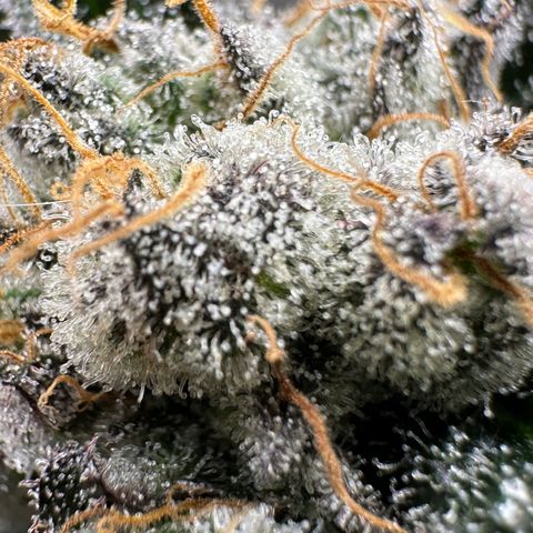 CxLAZ #31 58.75g growlog timeline photo