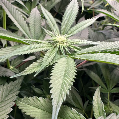 MiscxLAZ 5-4 34.63g growlog timeline photo