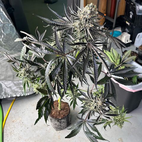 CxLAZ #24 37.13g growlog photo: Harvest day