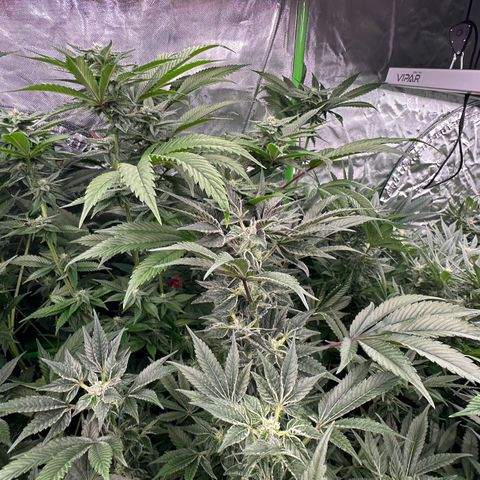 MiscxLAZ #37 C growlog timeline photo