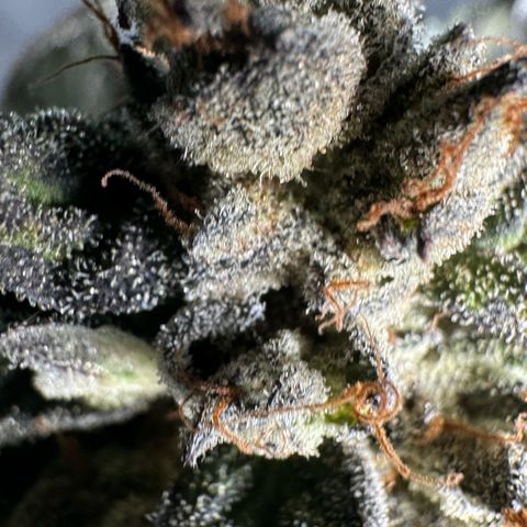 Misc x (LA Kush x Zkittles) #05 growlog timeline photo