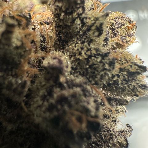 Misc x (LA Kush x Zkittles) #22 34.14g growlog timeline photo