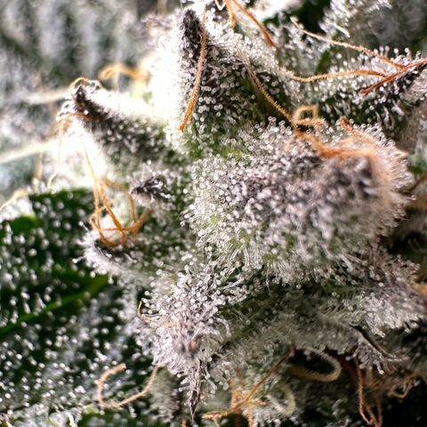 MiscxLAZ #29 C growlog timeline photo