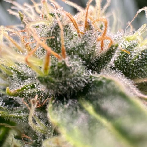 Fuel D.OG #1 Female 47.36g growlog timeline photo