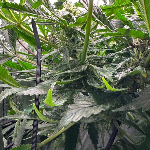 Fuel D.OG #2 Female 49.44g M growlog timeline photo