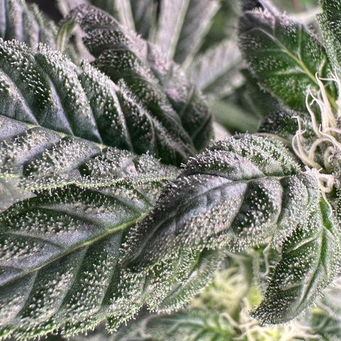 CxLAZ #31 C growlog timeline photo