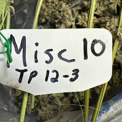 Misc x (LA Kush x Zkittles) #10 growlog photo: Moved to plastic bag