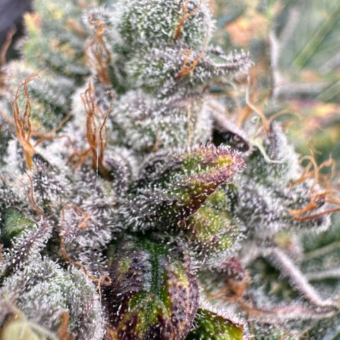 Misc x (LA Kush x Zkittles) #04 10.54g growlog timeline photo