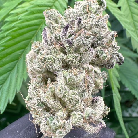 CxLAZ #24 37.13g growlog photo: Seeded bud