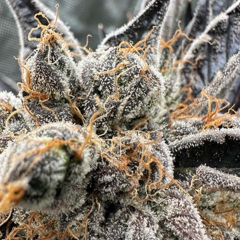 CxLAZ #11 50.28g growlog timeline photo
