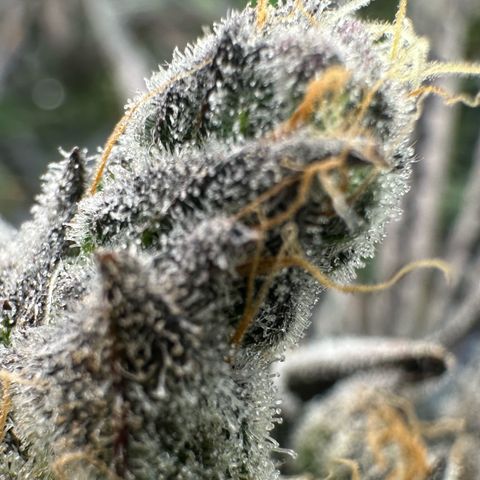 CxLAZ #16 50.72g growlog timeline photo