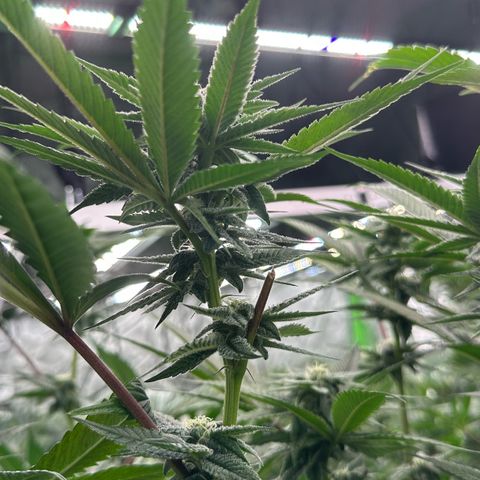 MiscxLAZ 5-4 34.63g growlog timeline photo