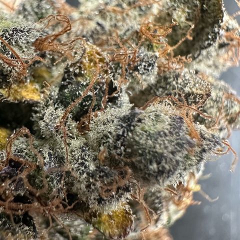 CxLAZ #24 37.13g growlog timeline photo