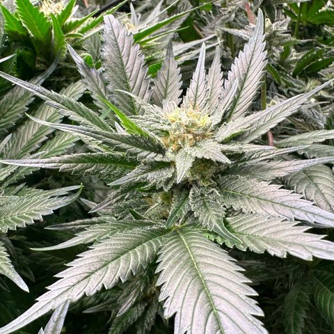 Fuel D.OG #1 Female 47.36g growlog timeline photo