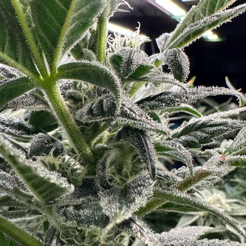 CxLAZ #31 C growlog timeline photo
