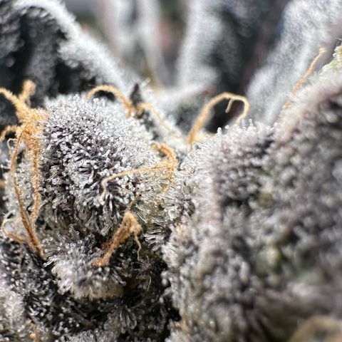 CxLAZ #16 50.72g growlog timeline photo