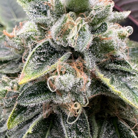 CxLAZ #20 13.7g growlog timeline photo