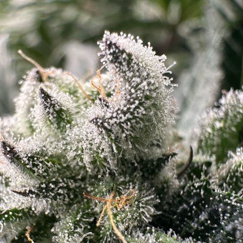 MiscxLAZ #29 C growlog timeline photo