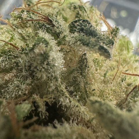 CxLAZ #15 52g growlog photo: Trim and put in grove bag, kind of dry.