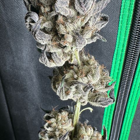 Misc x (LA Kush x Zkittles) #10 growlog photo: Moved to plastic bag
