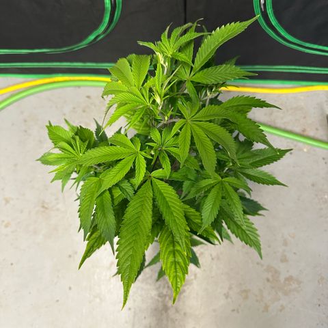 CxLAZ #03 C #1 58.58g growlog timeline photo