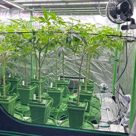 Fuel D.OG #1 Female 47.36g growlog timeline photo