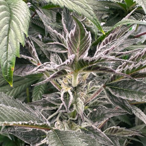 MiscxLAZ #37 C growlog timeline photo