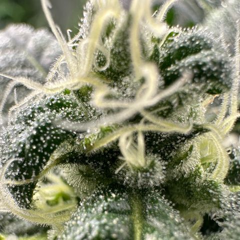 MiscxLAZ #08 C #1 growlog timeline photo